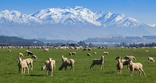 New Zealand sheep farm and mountain background.